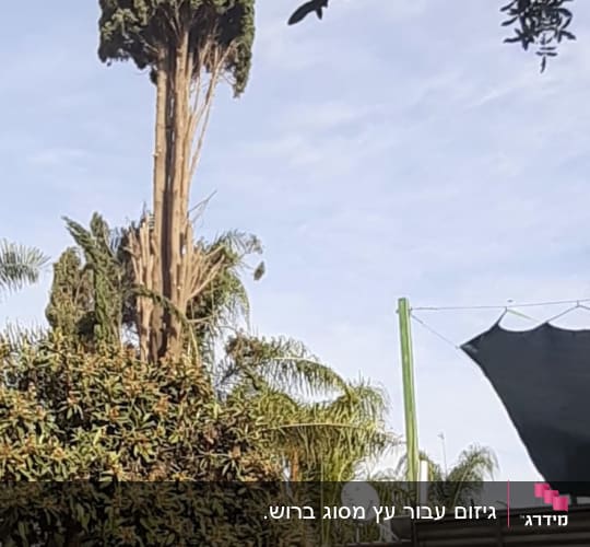 תספורת לברוש של כ24 מטר על פי החוק 